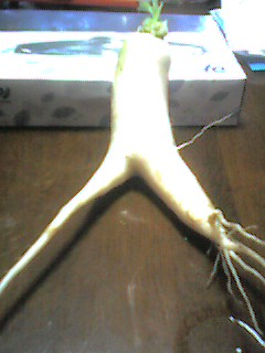 050810_1739001.jpg