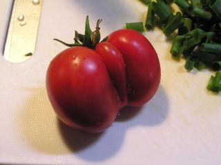 Tomato Tomato