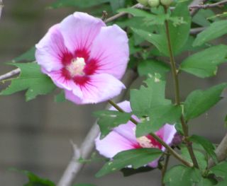 Whitef_3 Whitef_3